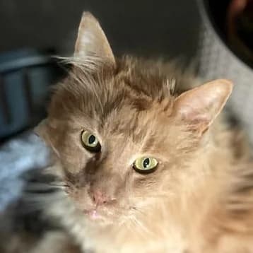 Garfield, male Mixed Breed for adoption at Tierhilfe Franken e.V., Lauf