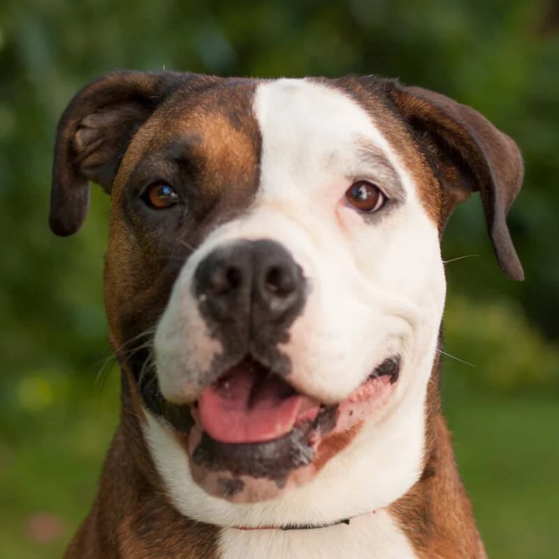 Lotti, male Mixed Breed for adoption at Tierhilfe Franken e.V., Lauf