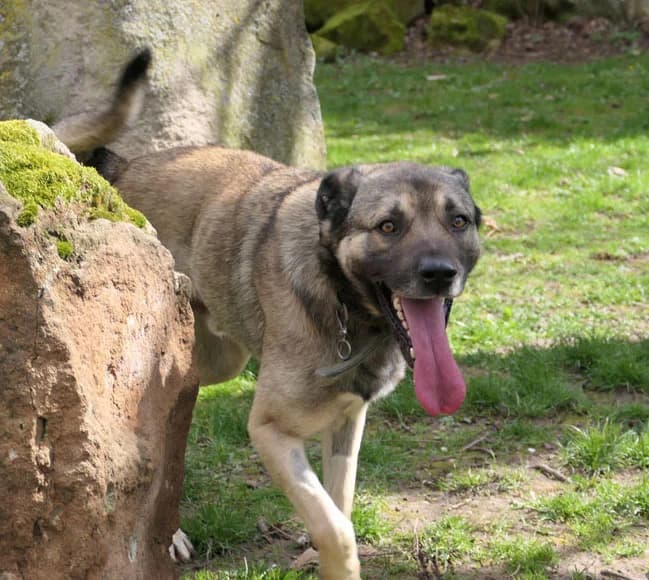 Cassiel, male Mixed Breed for adoption at Tierhilfe Franken e.V., Lauf