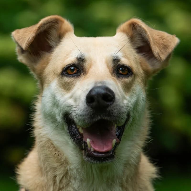Joschi, male Mixed Breed for adoption at Tierhilfe Franken e.V., Lauf