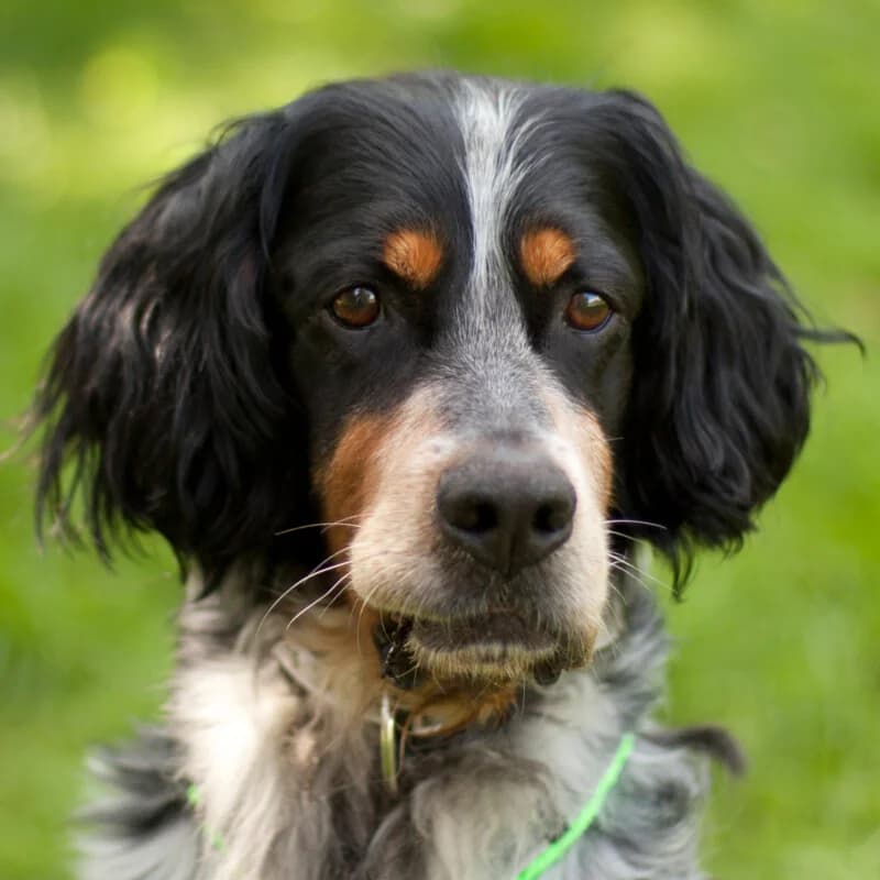 Archibald –, 5yo Mixed Breed for adoption at Tierhilfe Franken e.V., Lauf