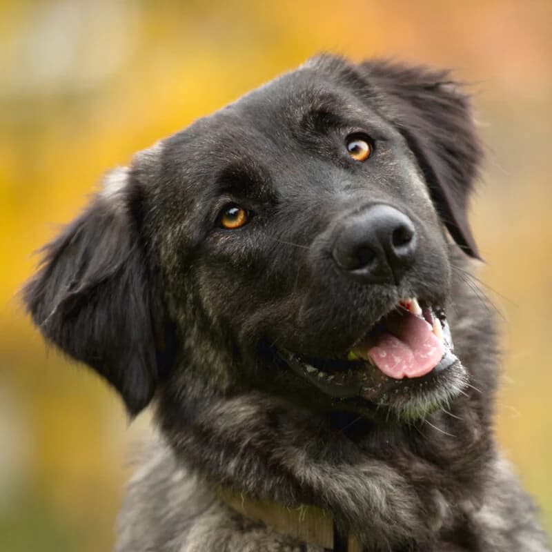 Leonie – mit Video, female 4yo Mixed Breed for adoption at Tierhilfe Franken e.V., Lauf