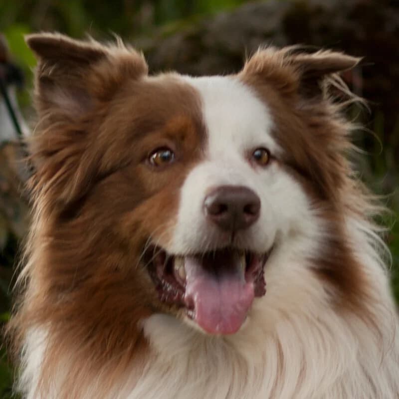 Schröder –, female puppy Mixed Breed for adoption at Tierhilfe Franken e.V., Lauf