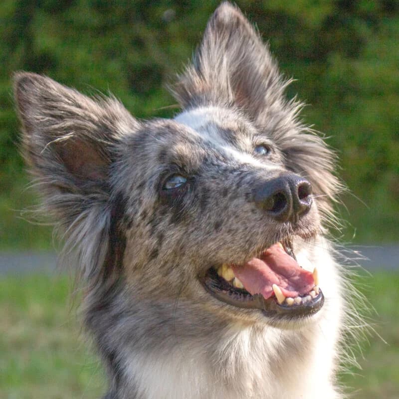 Malin, female Mixed Breed for adoption at Tierhilfe Franken e.V., Lauf