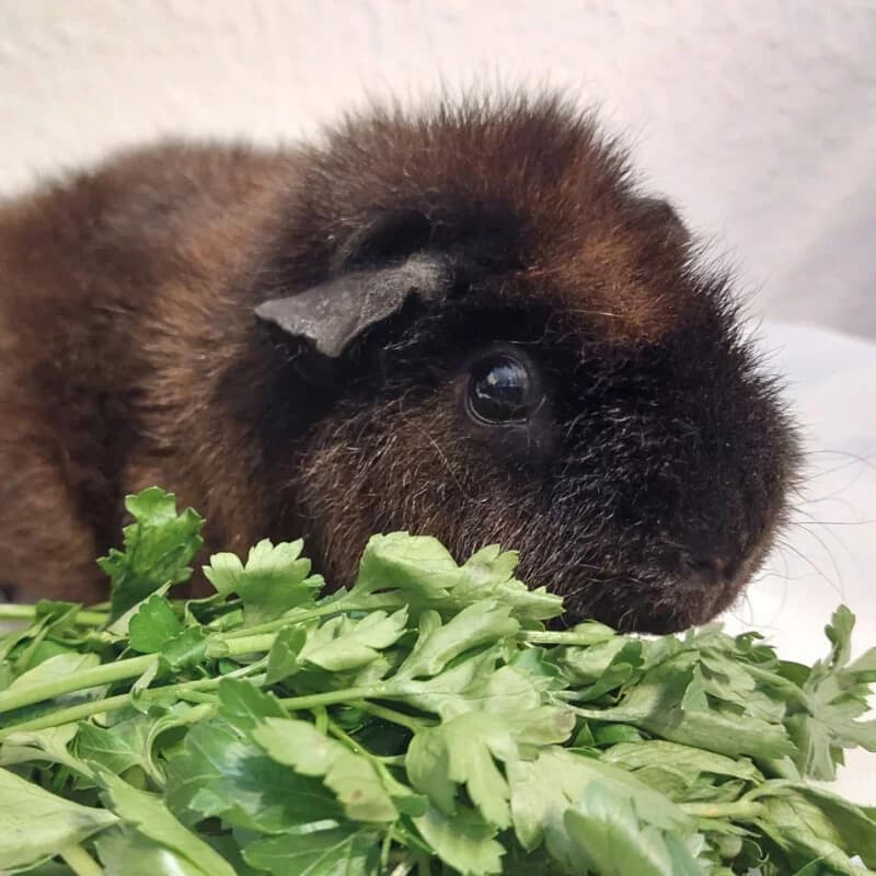 Brösel, Mixed Breed for adoption at Tierhilfe Franken e.V., Lauf