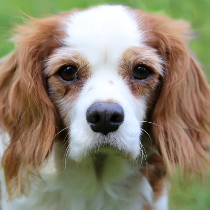 Li, Mixed Breed for adoption at Tierhilfe Franken e.V., Lauf