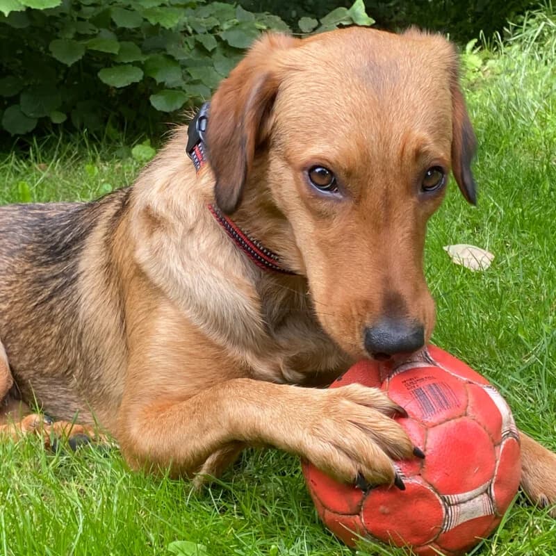 Feli mit Video, male Mixed Breed for adoption at Tierhilfe Franken e.V., Lauf