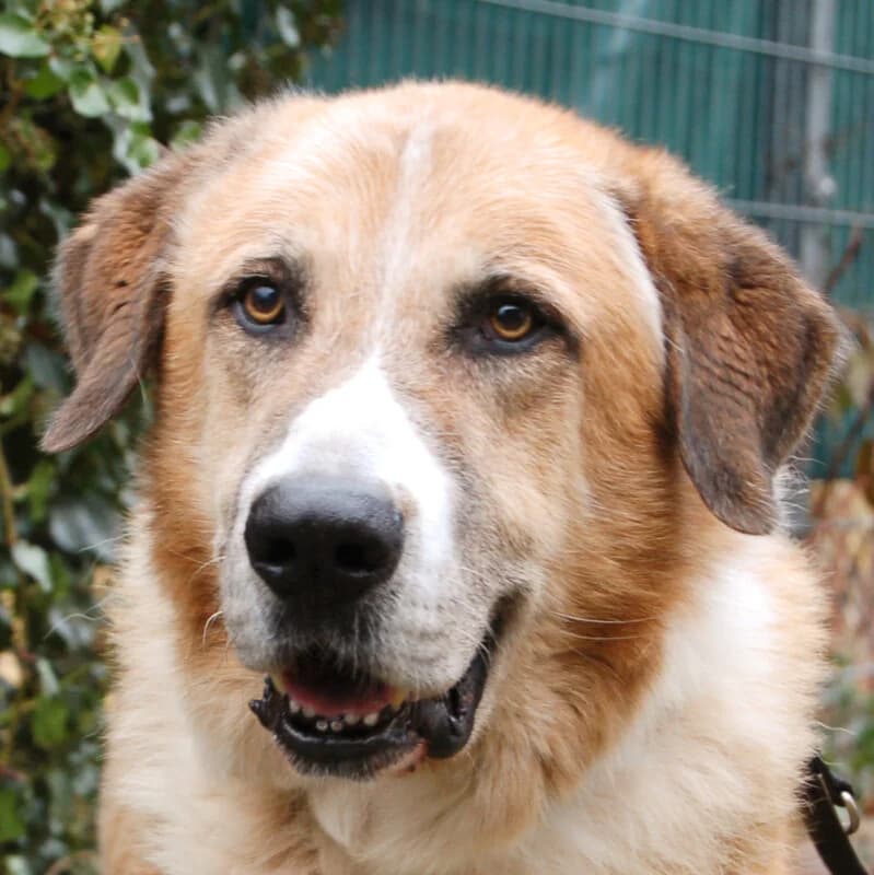 Big Balu, female Mixed Breed for adoption at Tierhilfe Franken e.V., Lauf