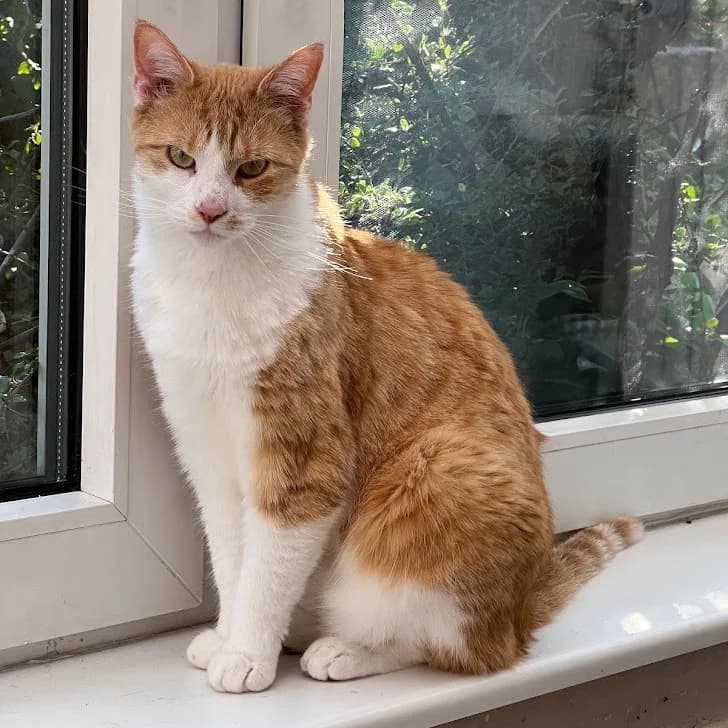 Clay, male Mixed Breed for adoption at Tierhilfe Franken e.V., Lauf