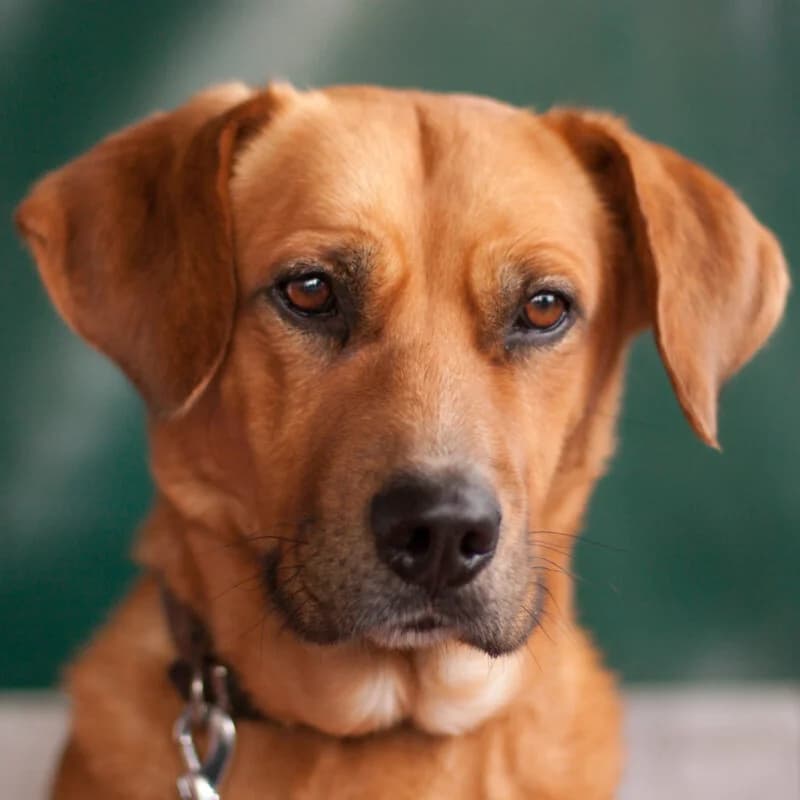 Gogo, male Mixed Breed for adoption at Tierhilfe Franken e.V., Lauf