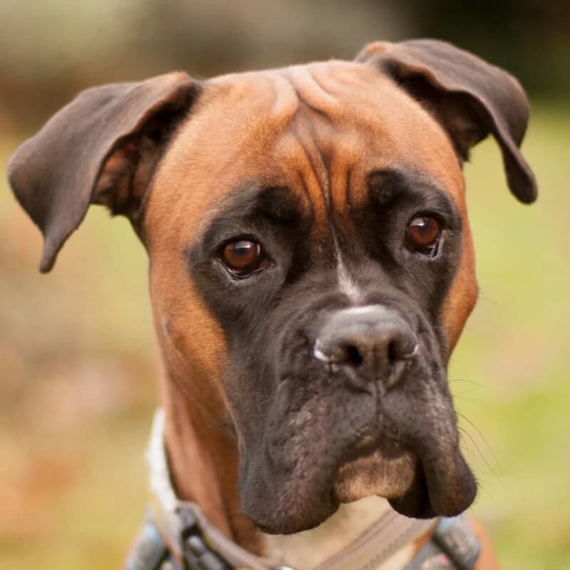 Paulitta, male Mixed Breed for adoption at Tierhilfe Franken e.V., Lauf
