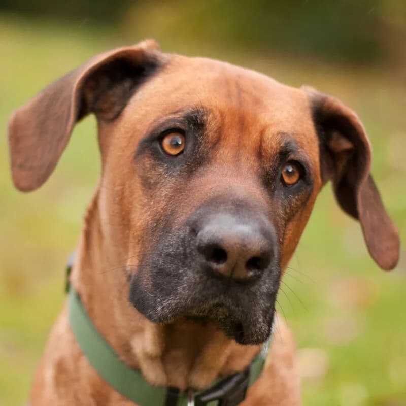 Rasul mit Video, male Mixed Breed for adoption at Tierhilfe Franken e.V., Lauf