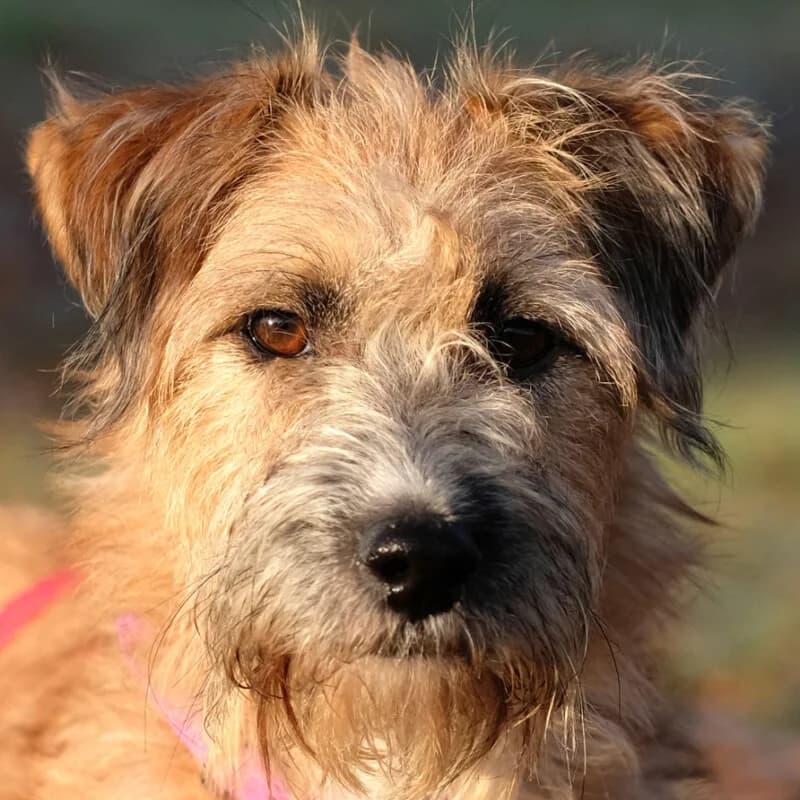 Rosika, female Mixed Breed for adoption at Tierhilfe Franken e.V., Lauf