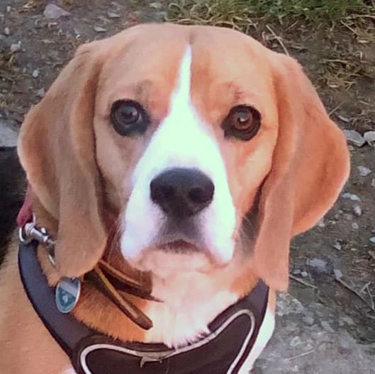 Patenhund * Chicolino –, Mixed Breed for adoption at Tierhilfe Franken e.V., Lauf