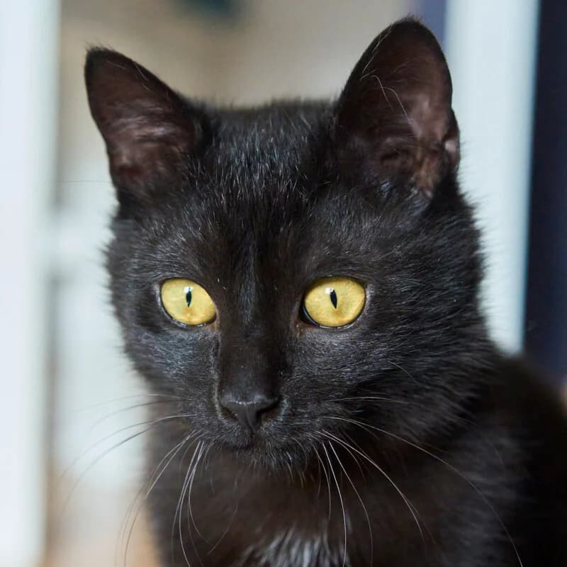 Jack, male Mixed Breed for adoption at Tierhilfe Franken e.V., Lauf