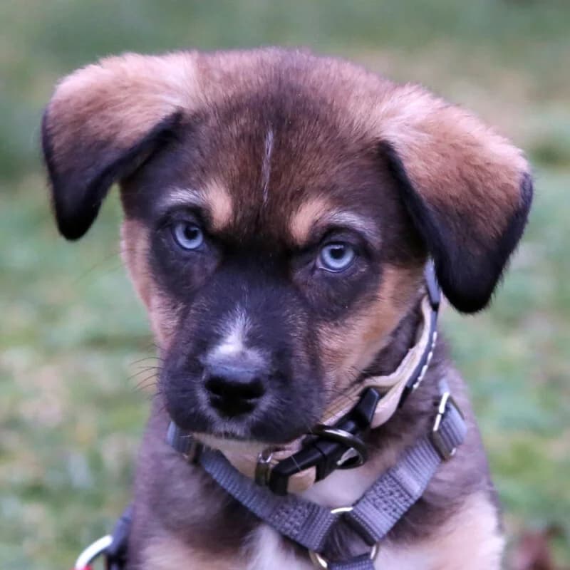 Biagiotti, female Mixed Breed for adoption at Tierhilfe Franken e.V., Lauf