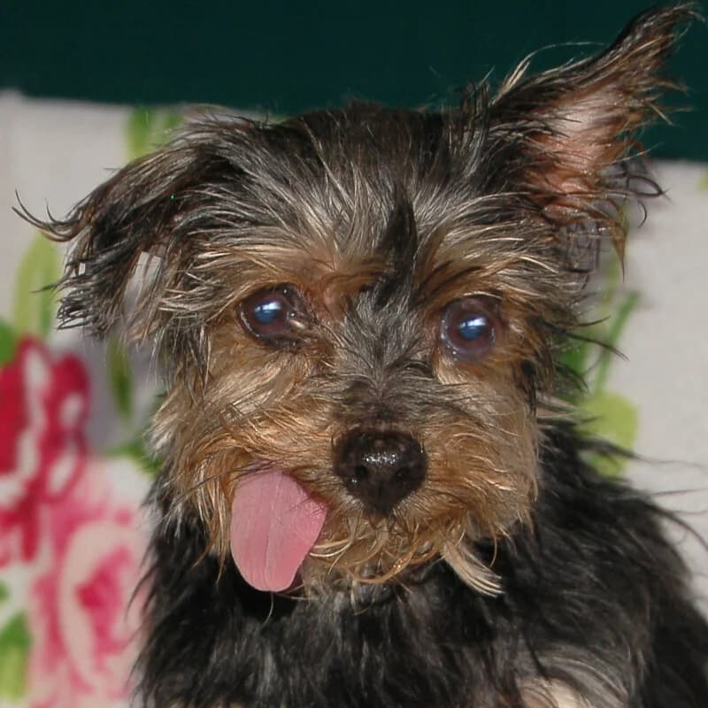 Patenhund * Sindylein, female Mixed Breed for adoption at Tierhilfe Franken e.V., Lauf