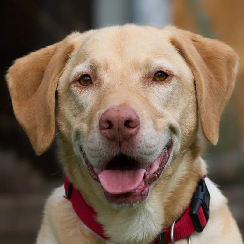Leonell –, male Mixed Breed for adoption at Tierhilfe Franken e.V., Lauf