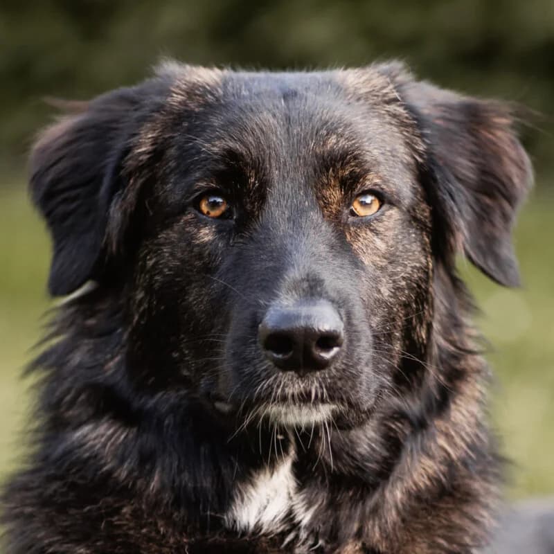 Kiska, female Mixed Breed for adoption at Tierhilfe Franken e.V., Lauf