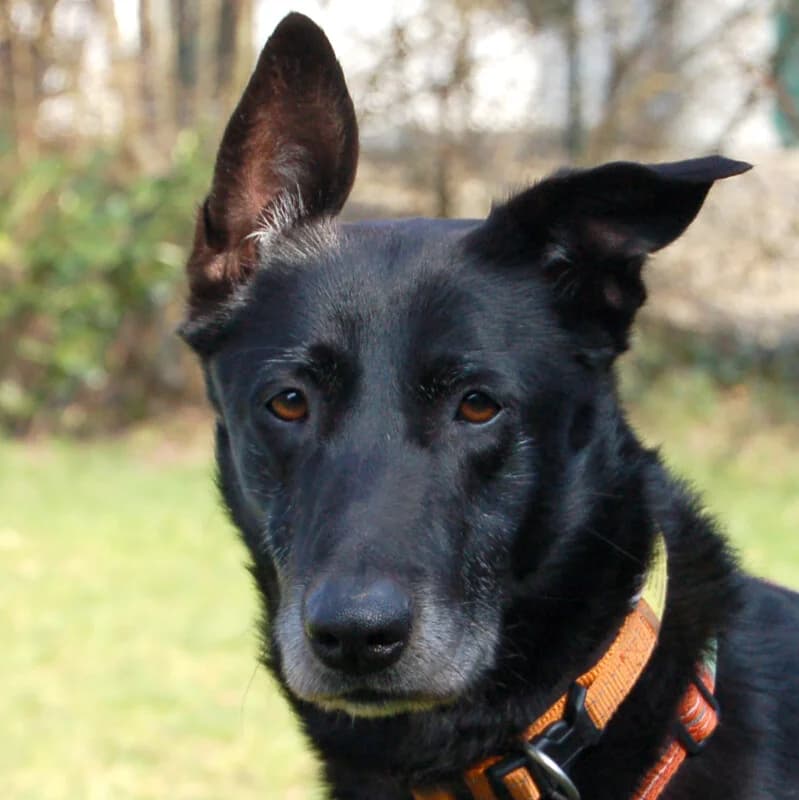 Marky, male Mixed Breed for adoption at Tierhilfe Franken e.V., Lauf