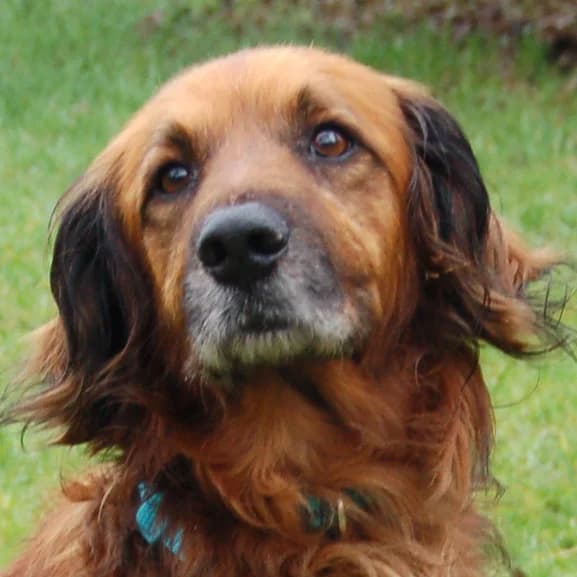 Norman, male Mixed Breed for adoption at Tierhilfe Franken e.V., Lauf