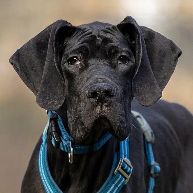 Naomi, female senior Mixed Breed for adoption at Tierhilfe Franken e.V., Lauf