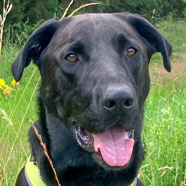Nicki mit Video, male 5yo Mixed Breed for adoption at Tierhilfe Franken e.V., Lauf