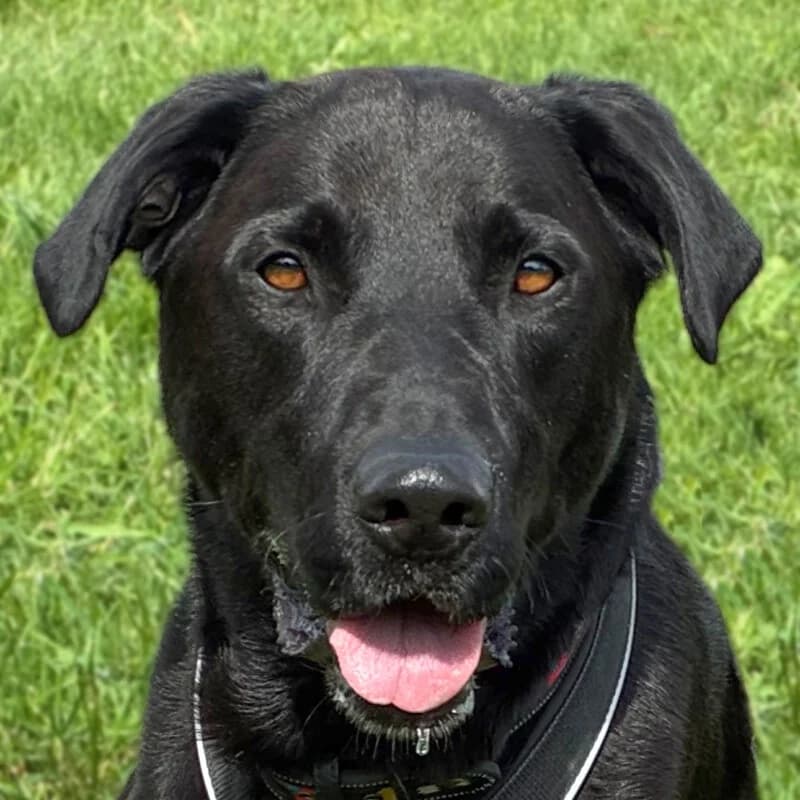 Nicki mit neuem Video (12.06.2026), male Mixed Breed for adoption at Tierhilfe Franken e.V., Lauf