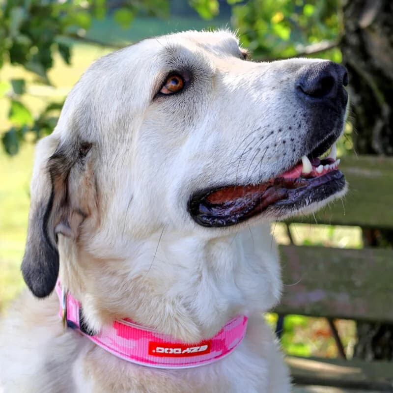 Zimtschnecke, female 7yo Mixed Breed for adoption at Tierhilfe Franken e.V., Lauf