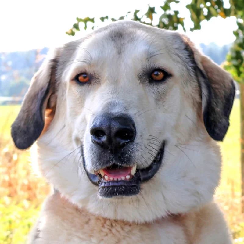 Zimtschnecke, female 7yo Mixed Breed for adoption at Tierhilfe Franken e.V., Lauf