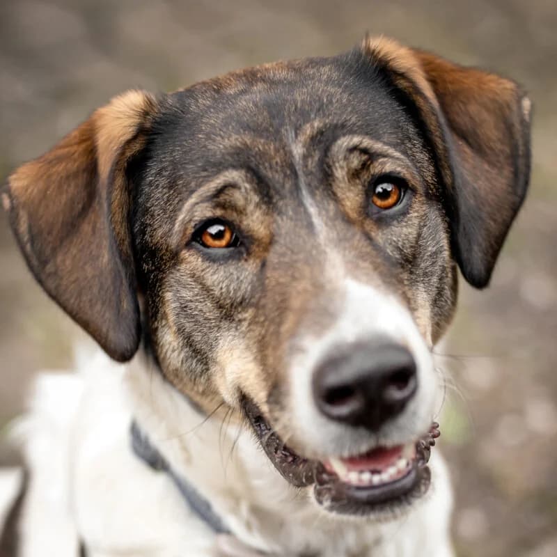 Nenita, male puppy Mixed Breed for adoption at Tierhilfe Franken e.V., Lauf
