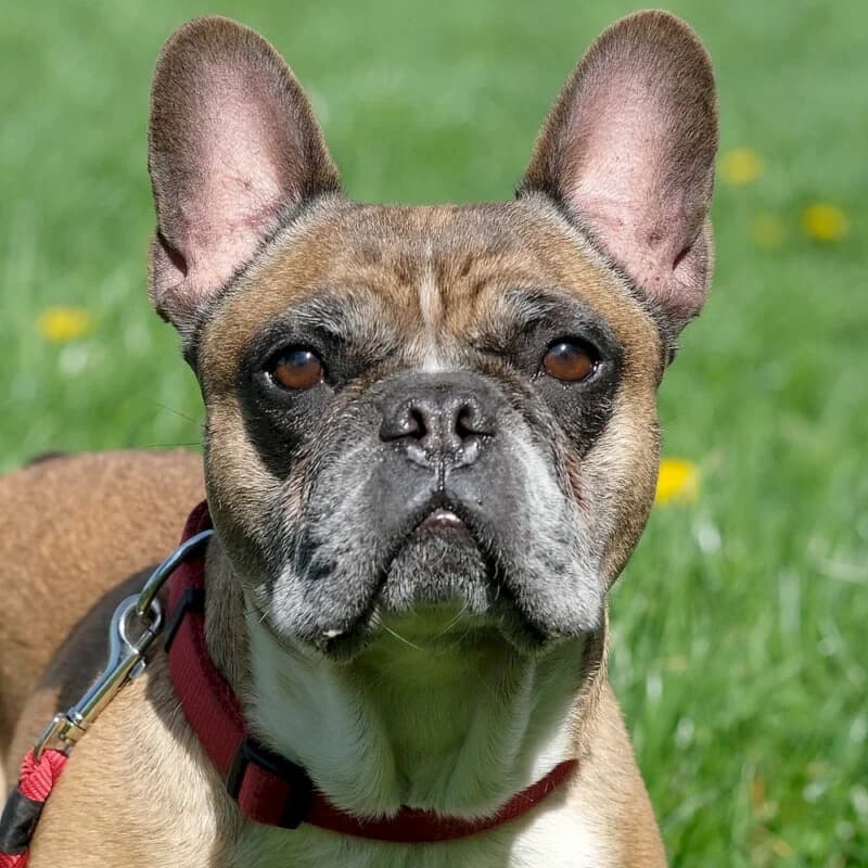 Winfried –, Mixed Breed for adoption at Tierhilfe Franken e.V., Lauf