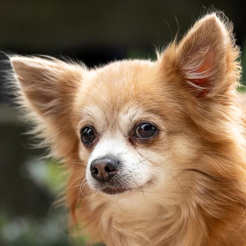 Patenhund * Brown Rocky, senior Mixed Breed for adoption at Tierhilfe Franken e.V., Lauf