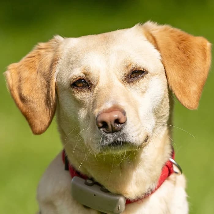 Jula, female Mixed Breed for adoption at Tierhilfe Franken e.V., Lauf