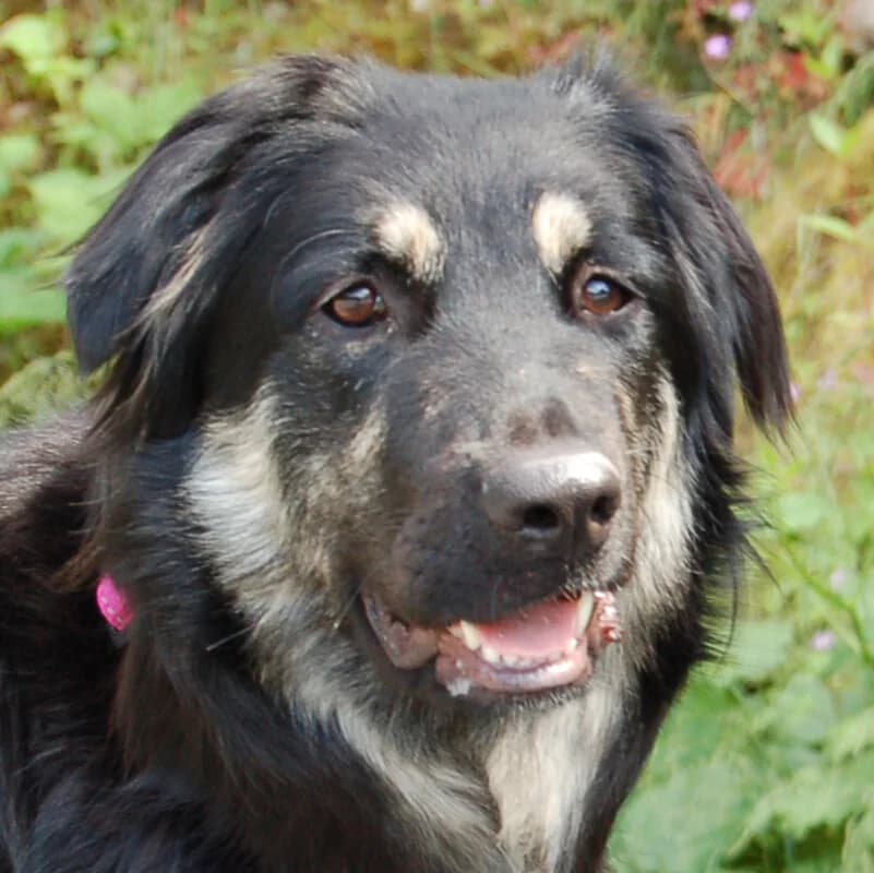 Riviera, female Mixed Breed for adoption at Tierhilfe Franken e.V., Lauf