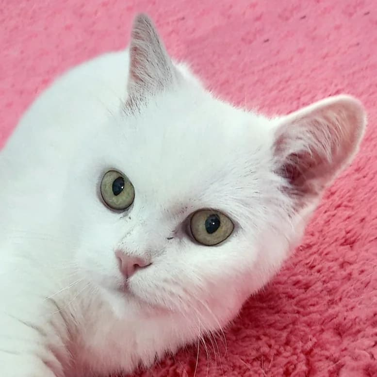 Gisma, Mixed Breed for adoption at Tierhilfe Franken e.V., Lauf