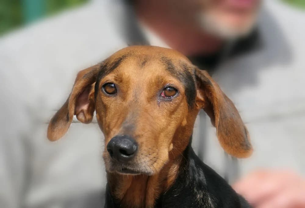 Arriba, female Mixed Breed for adoption at Tierhilfe Franken e.V., Lauf
