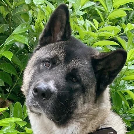 Kendo, male Mixed Breed for adoption at Tierhilfe Franken e.V., Lauf