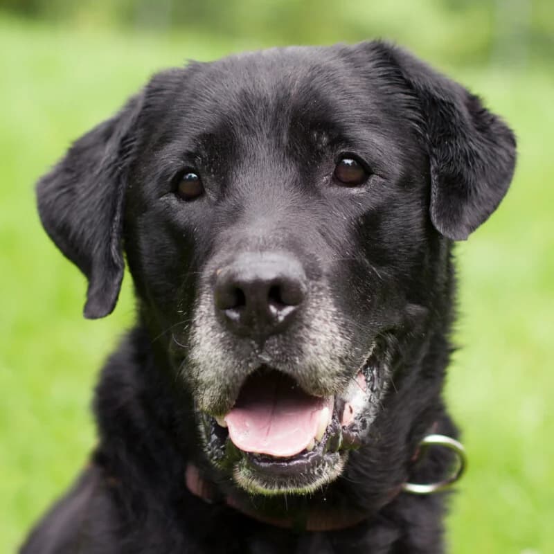 Rockster, male Mixed Breed for adoption at Tierhilfe Franken e.V., Lauf