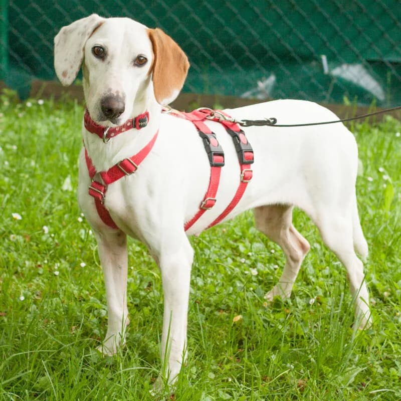 Lieschen, female Mixed Breed for adoption at Tierhilfe Franken e.V., Lauf