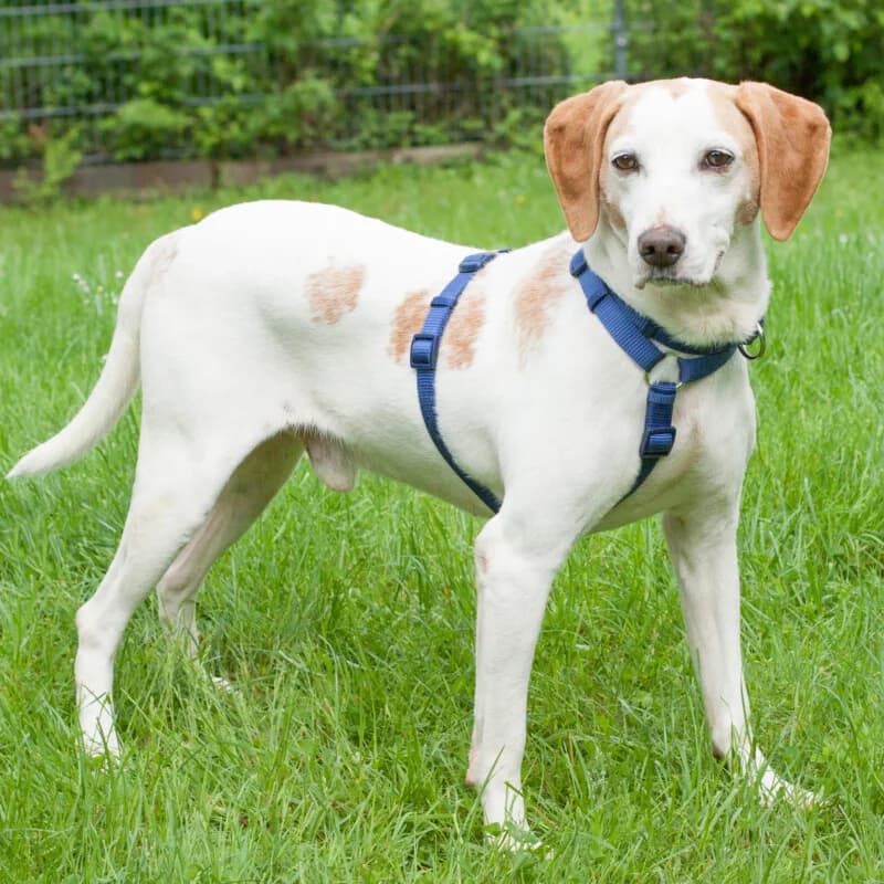 Hutch, Mixed Breed for adoption at Tierhilfe Franken e.V., Lauf