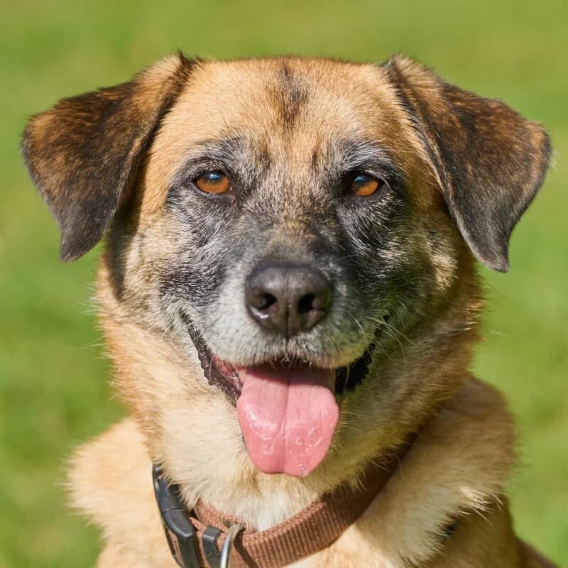 Starlet mit Video, female Mixed Breed for adoption at Tierhilfe Franken e.V., Lauf