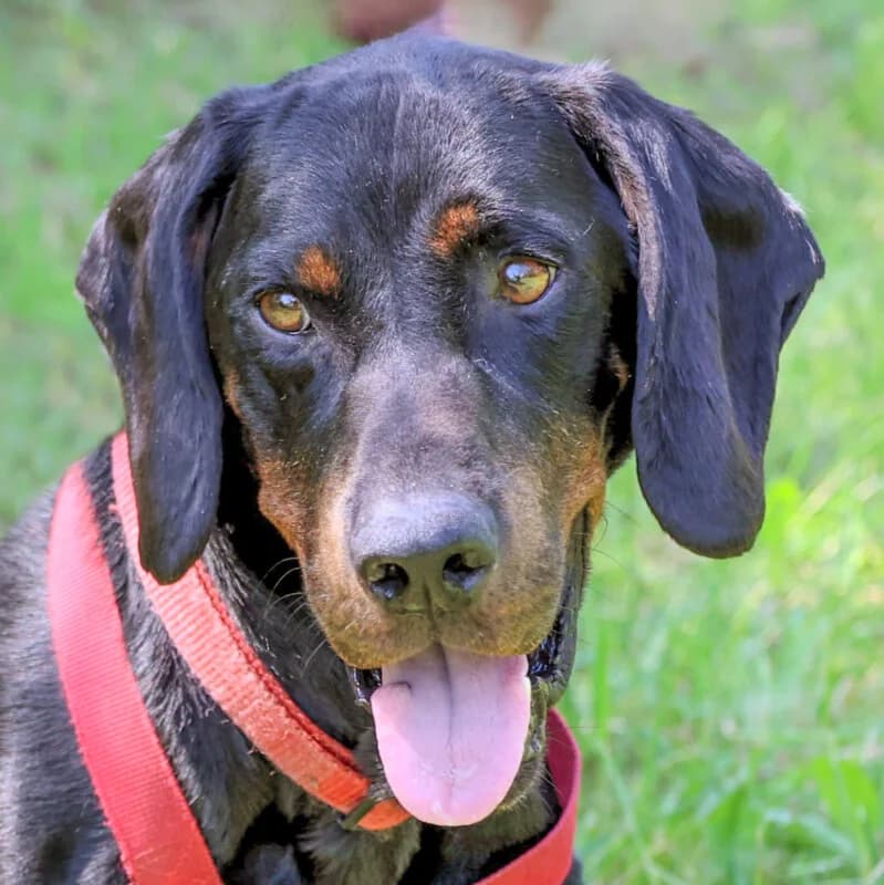 Oleo, male Mixed Breed for adoption at Tierhilfe Franken e.V., Lauf