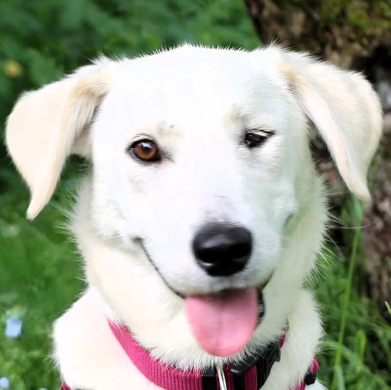Melinda, female puppy Mixed Breed for adoption at Tierhilfe Franken e.V., Lauf