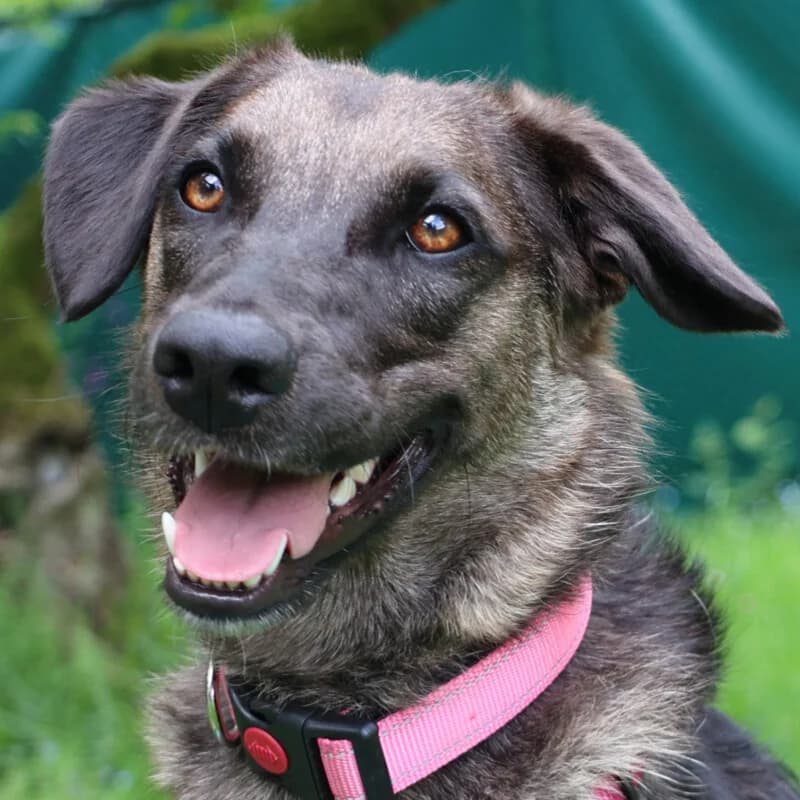 Isia, female Mixed Breed for adoption at Tierhilfe Franken e.V., Lauf