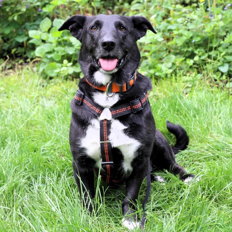 Savi, female Mixed Breed for adoption at Tierhilfe Franken e.V., Lauf