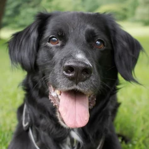 Nerino, Mixed Breed for adoption at Tierhilfe Franken e.V., Lauf