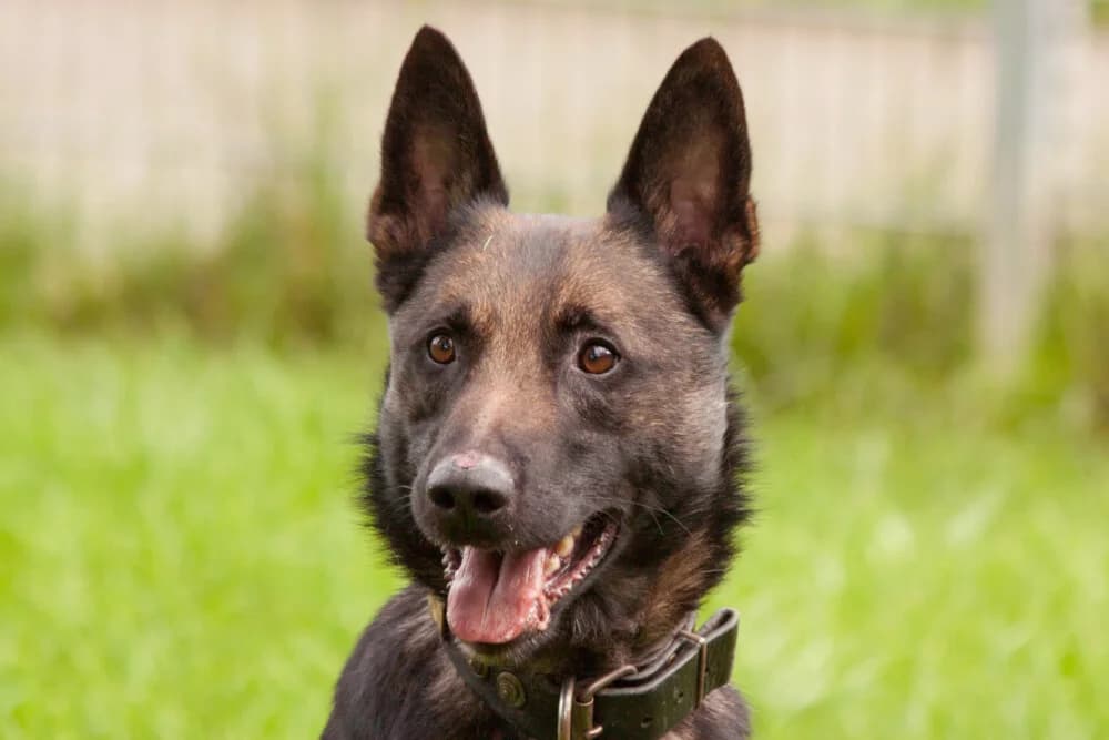 Gero, male 6yo Mixed Breed for adoption at Tierhilfe Franken e.V., Lauf