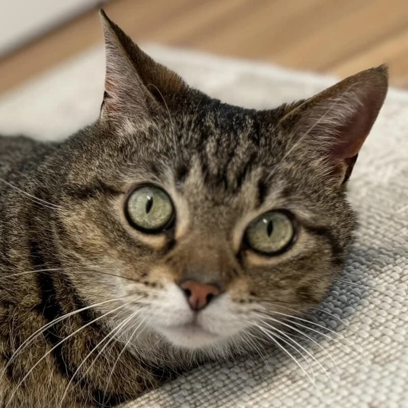 Findus –, male Mixed Breed for adoption at Tierhilfe Franken e.V., Lauf