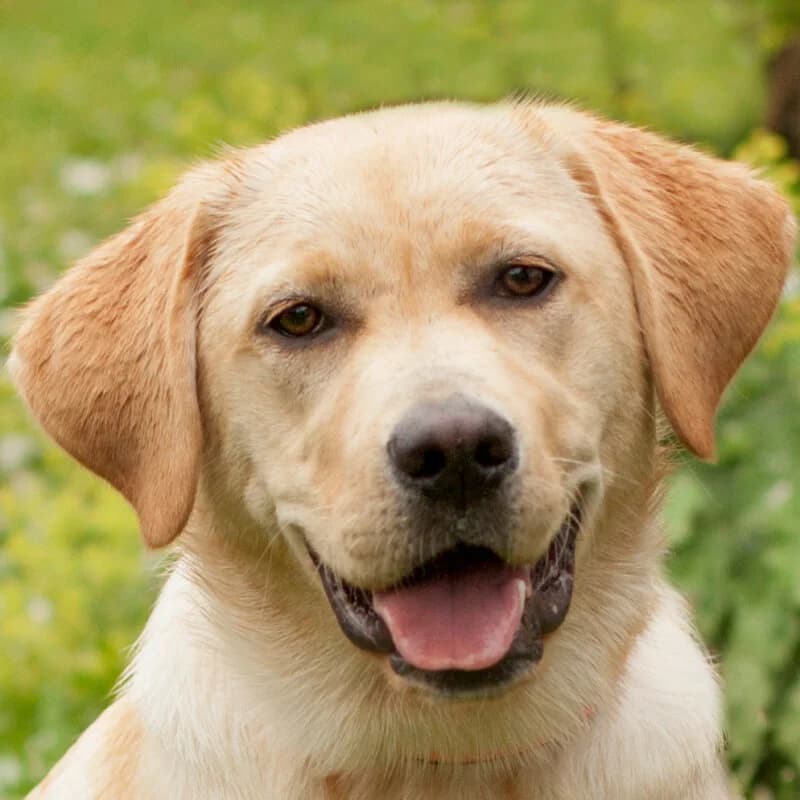 Skyfall –, female Mixed Breed for adoption at Tierhilfe Franken e.V., Lauf